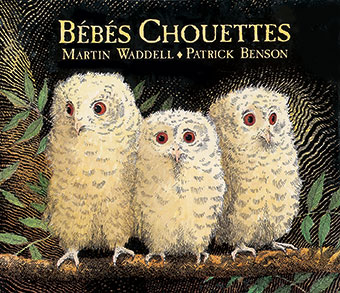 Bébés Chouettes