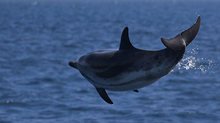 Vacances en famille au Pays basque - Observation des baleines et dauphins à bord d’un voilier