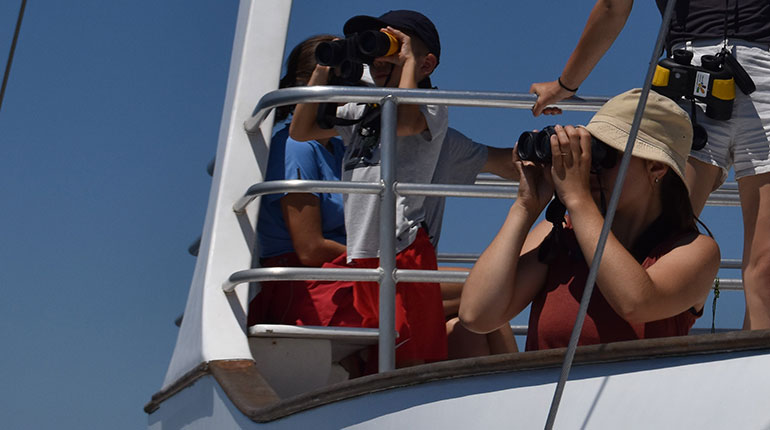 Vacances en famille au Pays basque - Observation des baleines et dauphins à bord d’un voilier