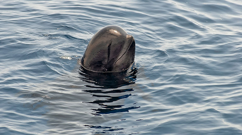 Vacances en famille au Pays basque - Observation des baleines et dauphins à bord d’un voilier