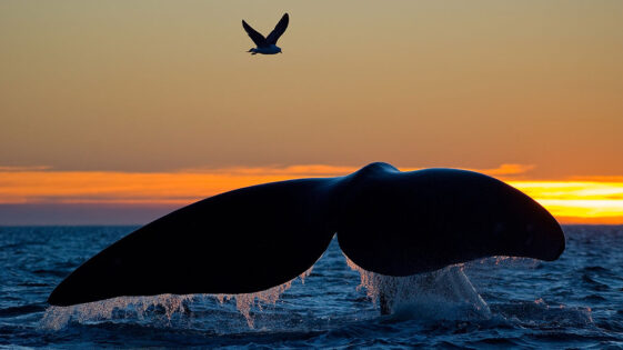 <span class='date_loisirs'>Voyage en famille au Pays basque, en avril et août 2025</span> Observation des baleines et dauphins à bord d’un voilier